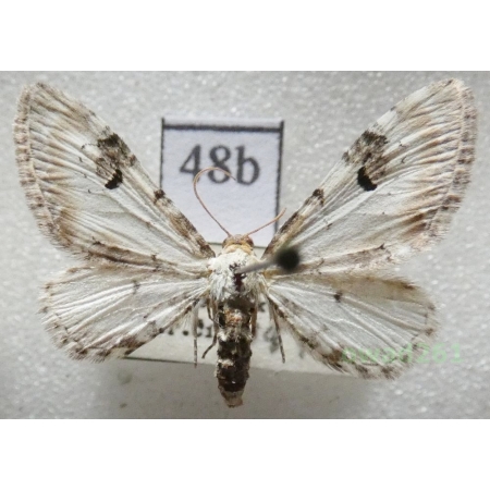 Eupithecia centaureata (Denis & Schiffermüller, 1775) Czech48b